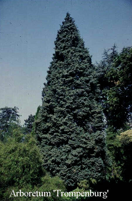 Chamaecyparis lawsoniana 'Triomf van Boskoop' (50089)