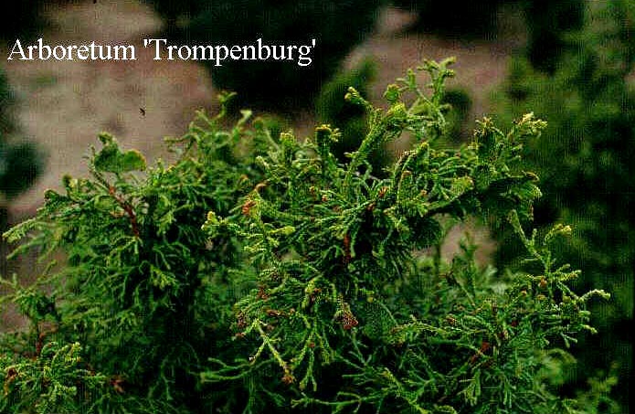 Chamaecyparis obtusa 'Torulosa'