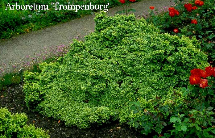 Chamaecyparis pisifera 'Plumosa Compressa'
