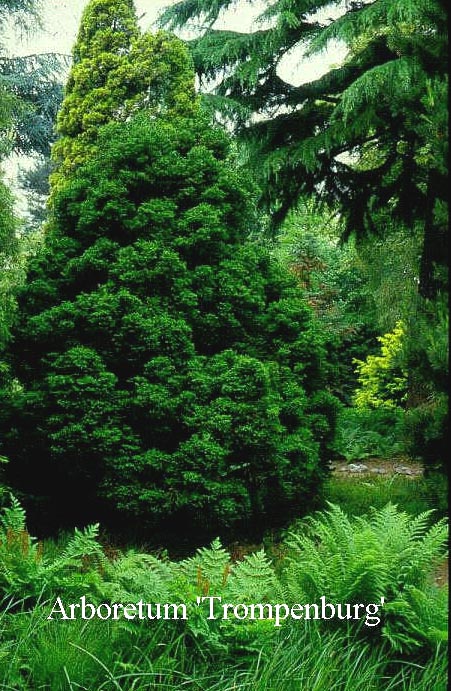 Cryptomeria japonica 'Jindai'