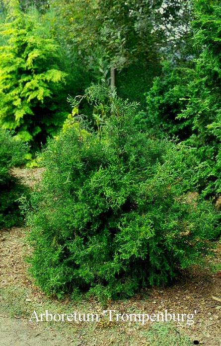 Chamaecyparis obtusa 'Coralliformis'