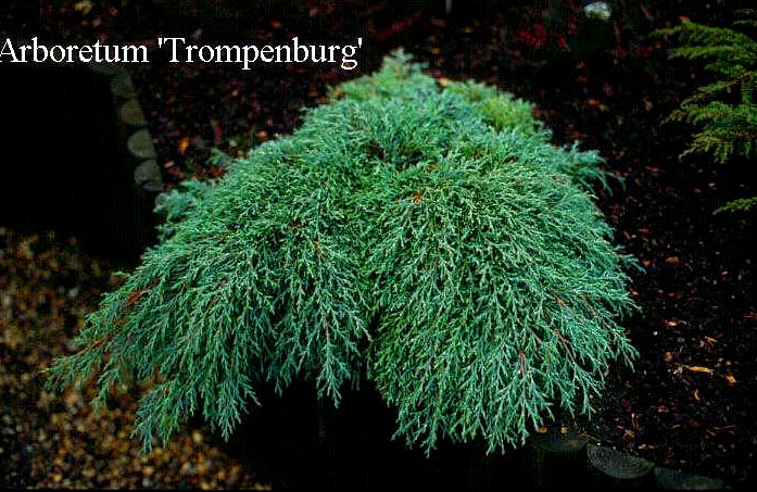 Cupressus macrocarpa 'Greenstead Magnificent'