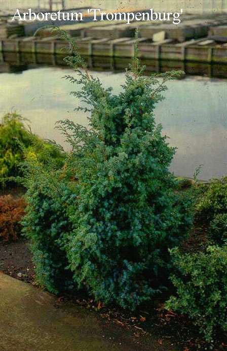 Juniperus chinensis 'Blue Alps' (50225)
