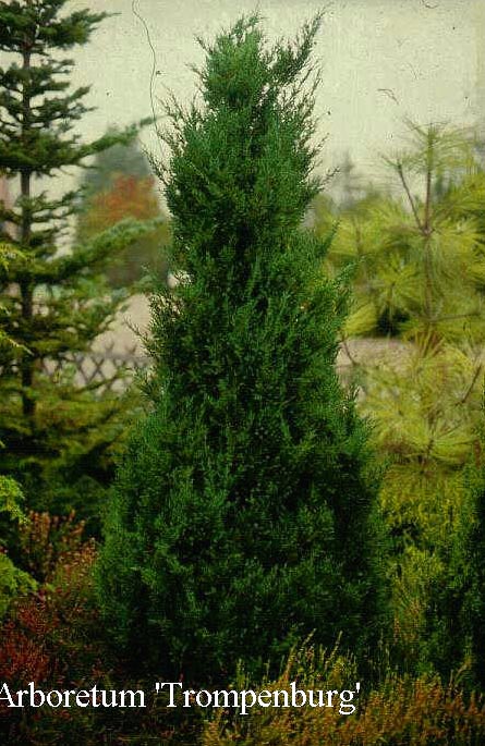 Juniperus chinensis 'Blue Point' (50226)