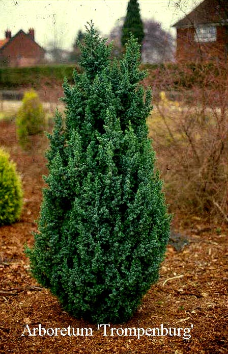 Juniperus chinensis 'Obelisk'