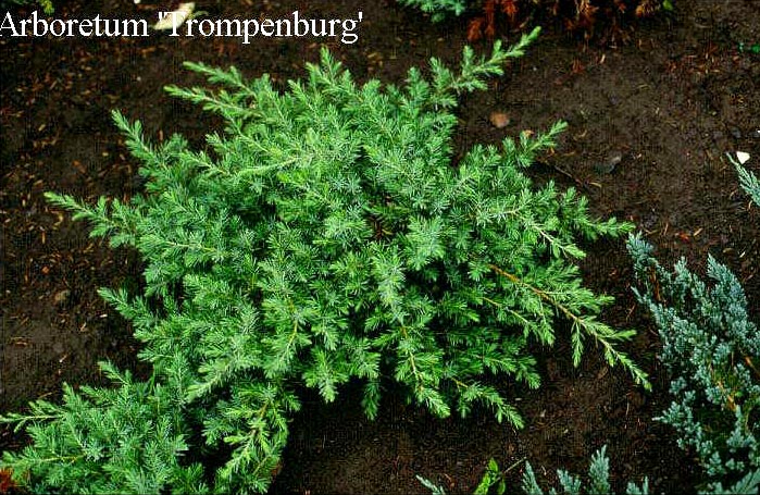 Juniperus conferta 'Blue Pacific' (50252)
