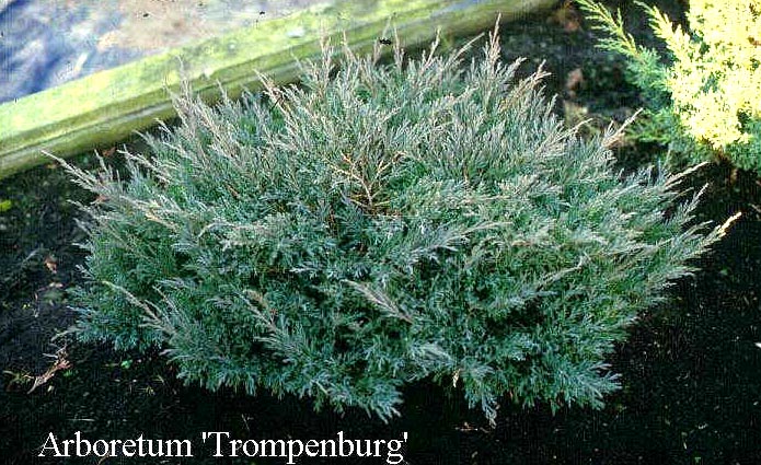 Juniperus horizontalis 'Andorra Compact' (50258)