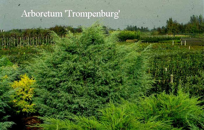 Juniperus virginiana 'Hetz' (50275)