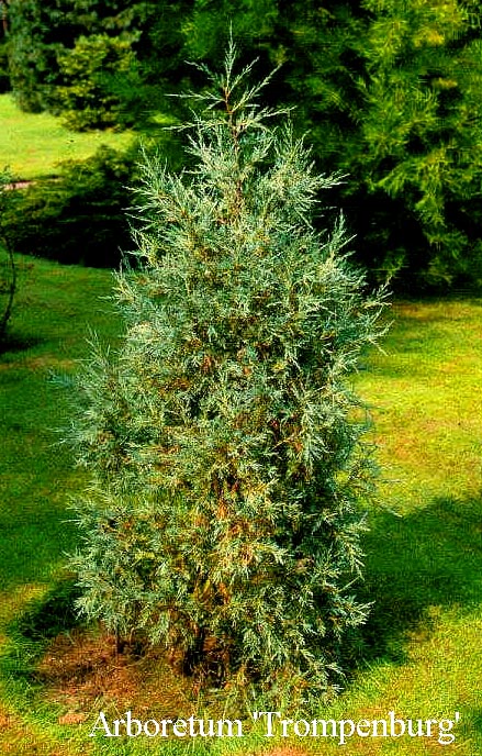 Juniperus scopulorum 'Springbank'