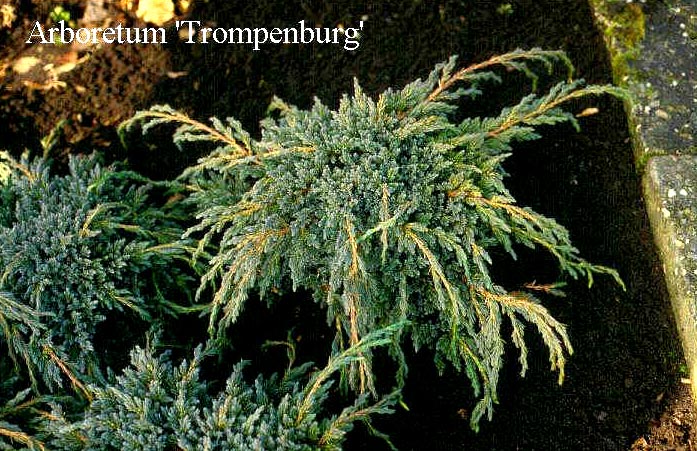 Juniperus squamata 'Blue Spider'