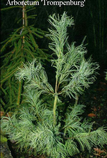 Pinus strobus 'Torulosa'