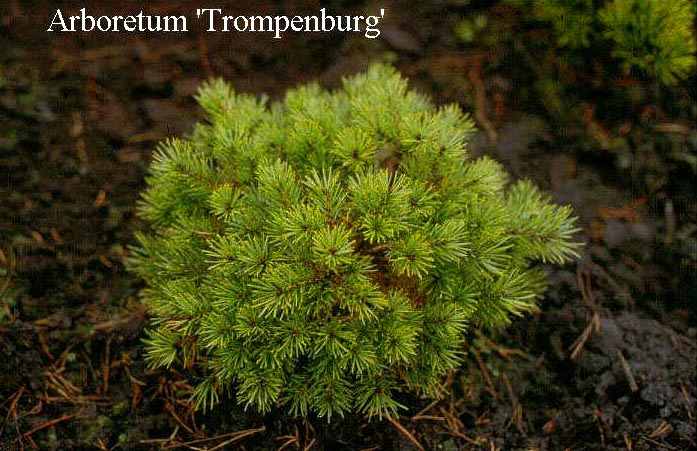 Pinus sylvestris 'Beuvronensis' (50436)