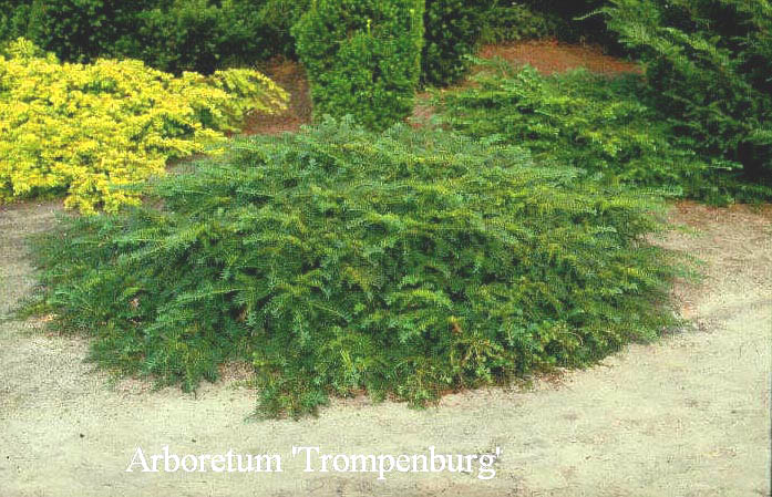 Taxus baccata 'Repandens'