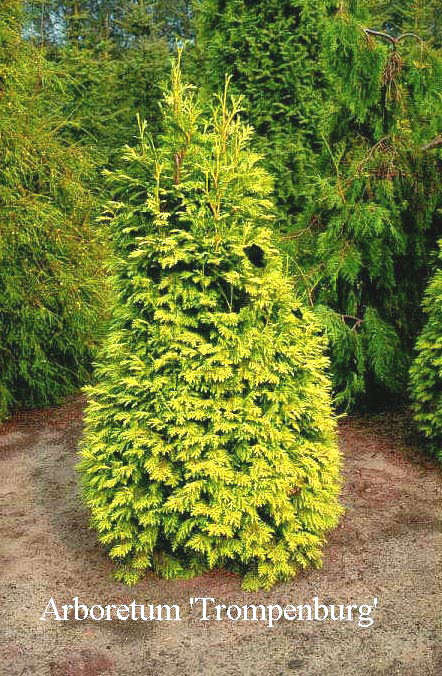 Thuja occidentalis 'Cloth of Gold'