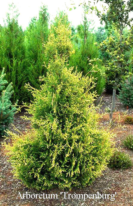 Thuja occidentalis 'Elegantissima'