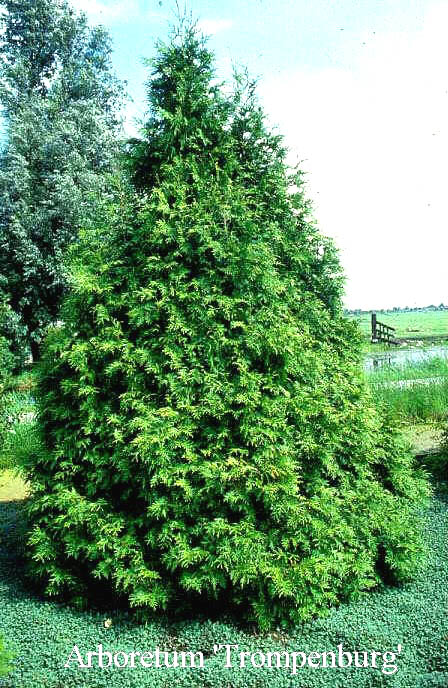 Thuja occidentalis 'Frieslandia' (50497)