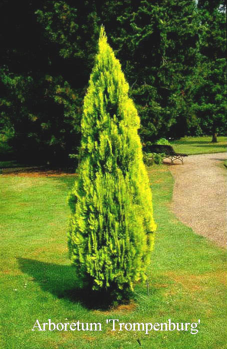 Platycladus orientalis 'Elegantissima'