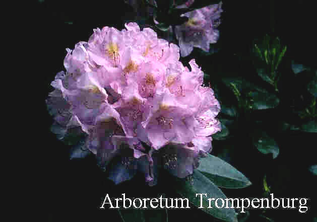 Rhododendron 'Album Novum'
