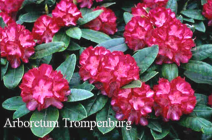 Rhododendron 'Ann Lindsay'