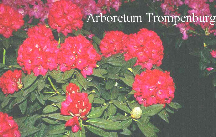 Rhododendron 'Baron van Dedem' (50638)