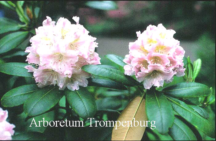 Rhododendron brachycarpum (50677)