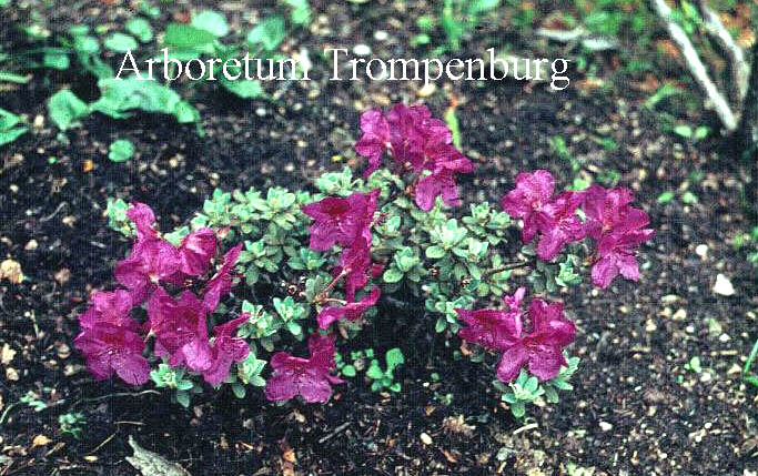 Rhododendron calostrotum