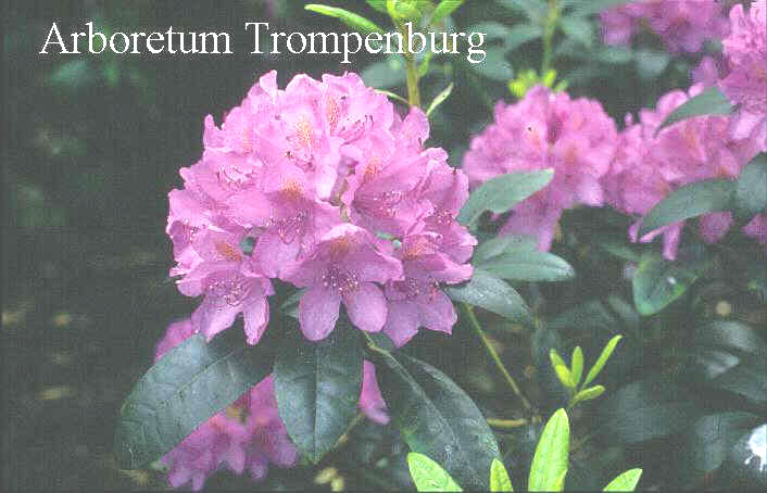Rhododendron 'Delta'