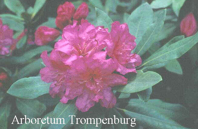 Rhododendron 'Double Date'
