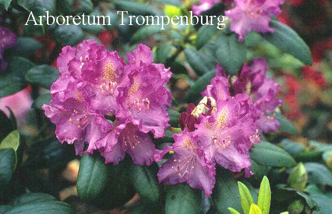Rhododendron 'Everestianum'