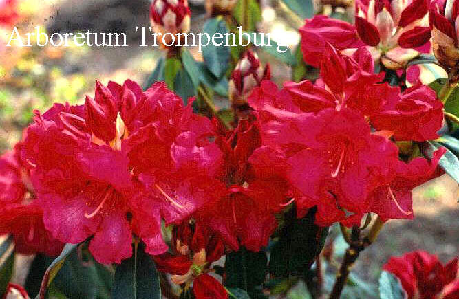 Rhododendron 'Halfdan Lem' (50828)