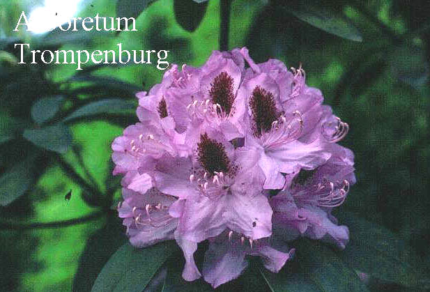 Rhododendron 'Humboldt'