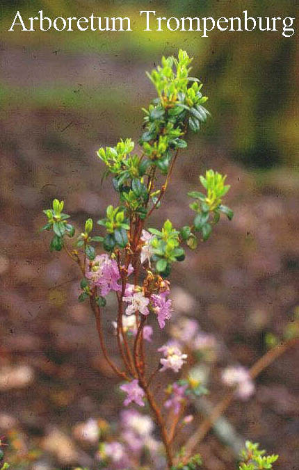 Rhododendron lysolepis (50905)