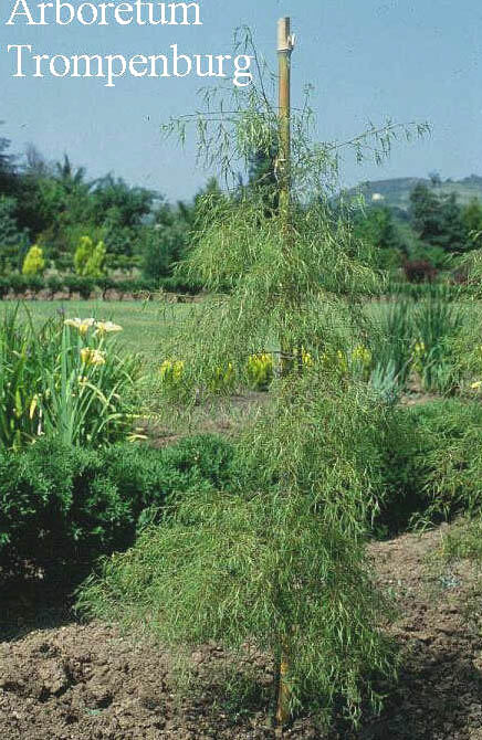 Betula pendula 'Laciniata' (50949)
