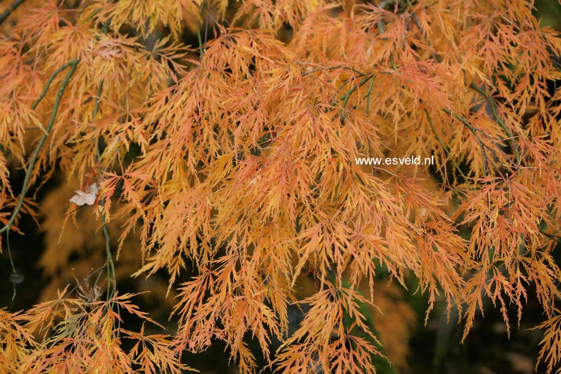 Acer palmatum 'Dissectum'