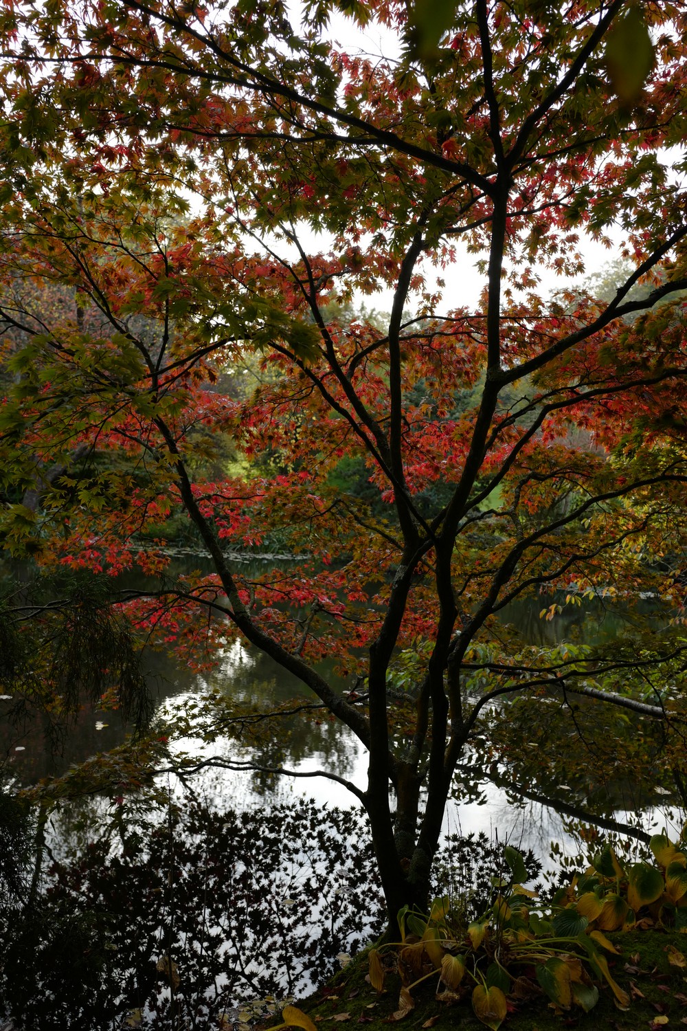 Acer palmatum 'Osakazuki'