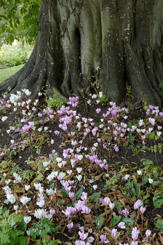 Cyclamen hederifolium