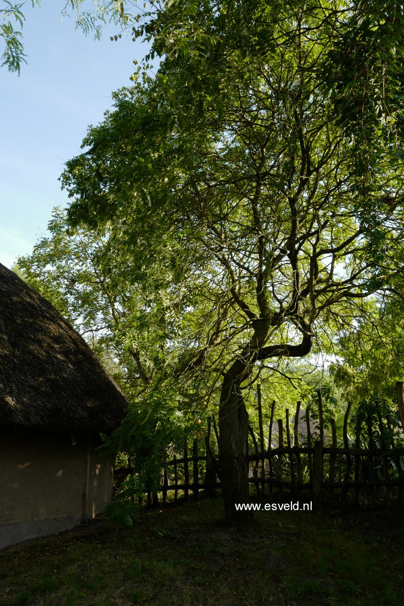 Koelreuteria paniculata