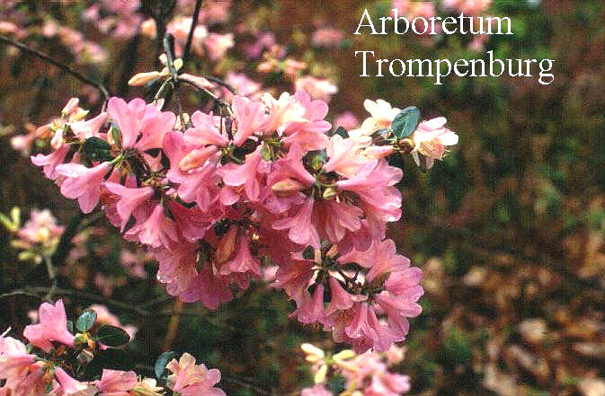 Rhododendron 'Oreocinn' (51023)