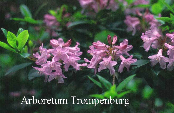 Rhododendron 'Puncta'
