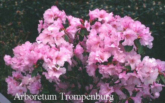 Rhododendron 'Tessa Roza'