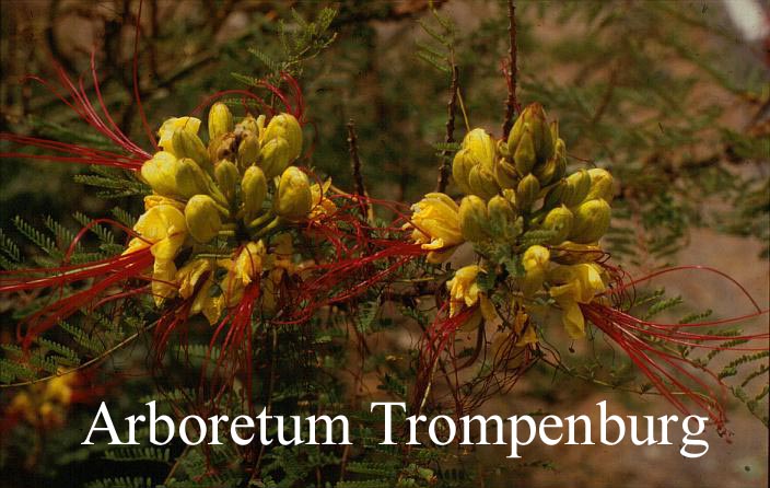 Caesalpinia gilliesii (51164)