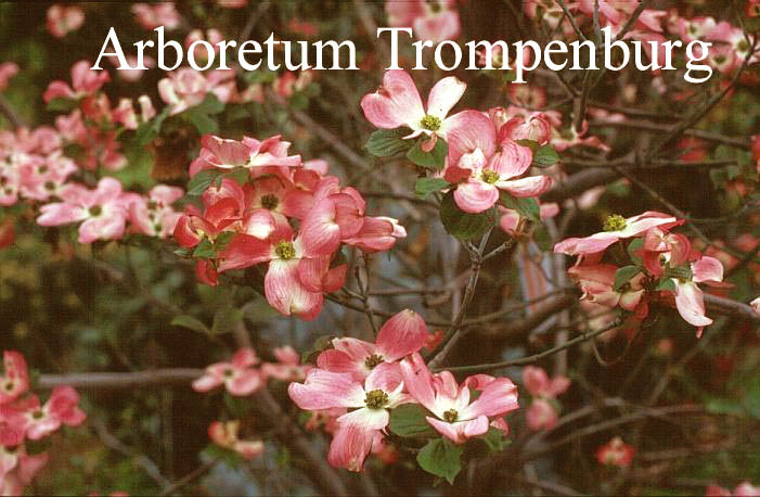 Cornus florida 'Junior Miss' (51235)