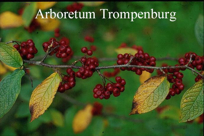 Cotoneaster bullatus (51257)