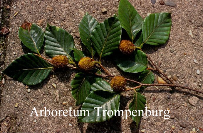 Fagus lucida