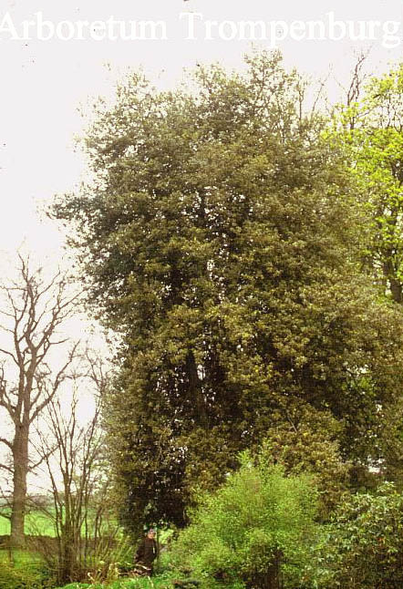 Ilex aquifolium 'Aureomarginata'