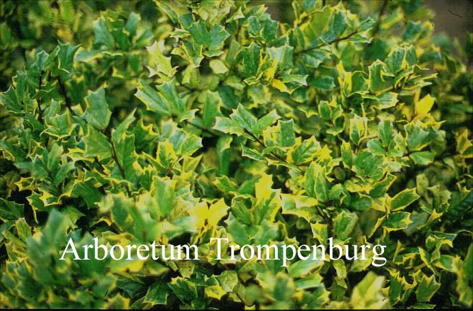 Ilex cornuta 'O. Spring' (51393)