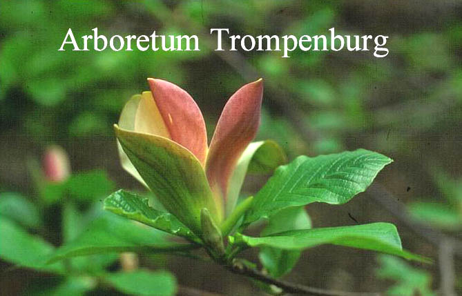 Magnolia brooklynensis 'Woodsman' (51441)