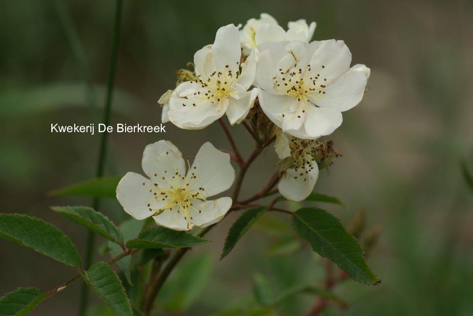 Rosa 'Darlow's Enigma' (51480)