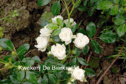 Rosa 'Crystal Fairy'