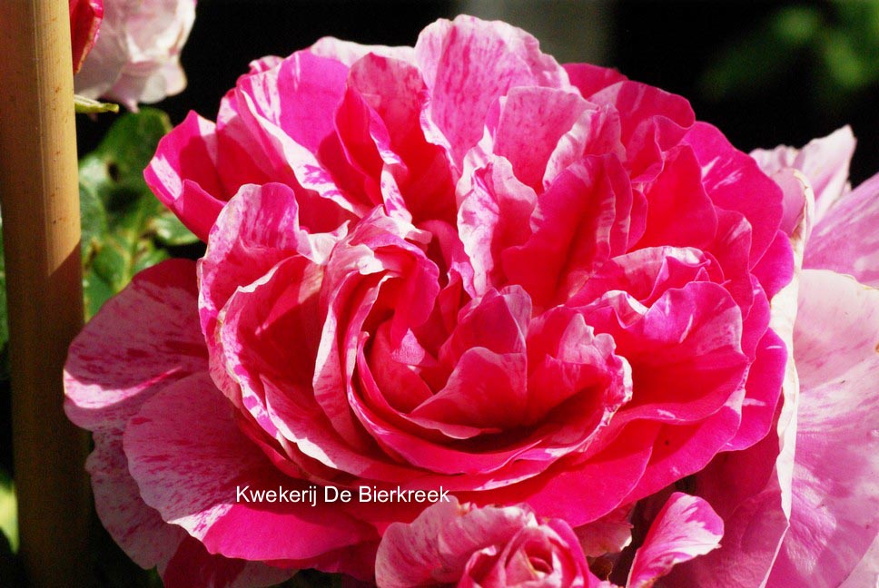 Rosa 'Meimal' (COLIBRI) (51484)